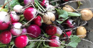 radish