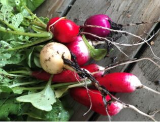 radish2